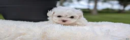 Maltese dogs for sale: Mason - Ad 3
