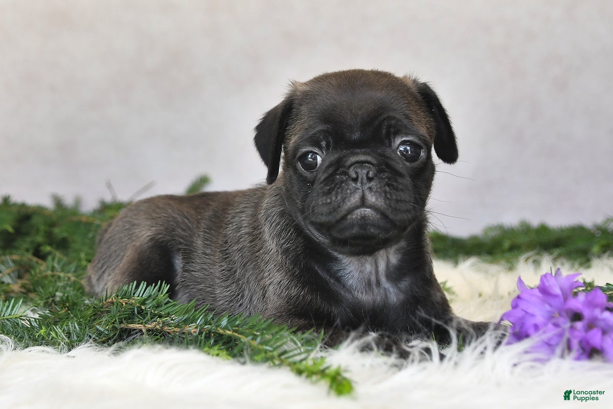 Pug dogs Jem - Ad 1