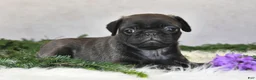Pug dogs for sale: Jem - Ad 1