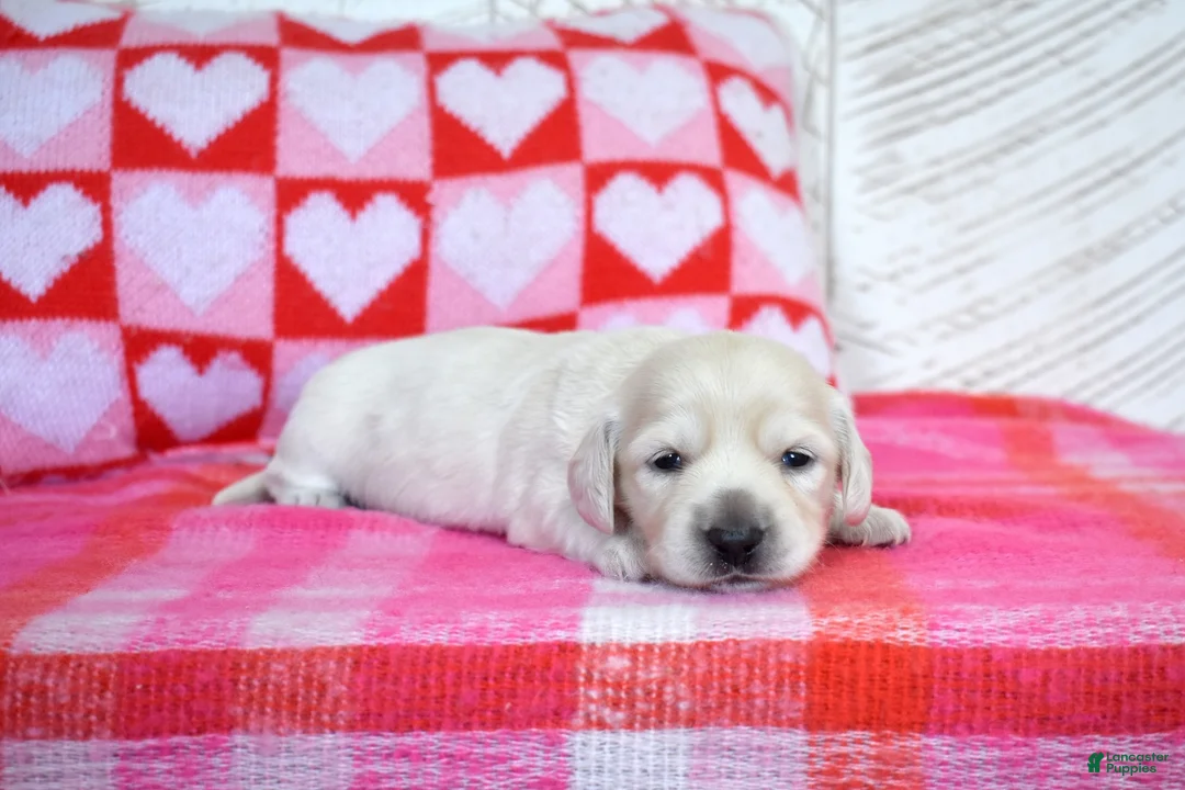 Miniature Dachshund dogs for sale: Sugar - Ad 3