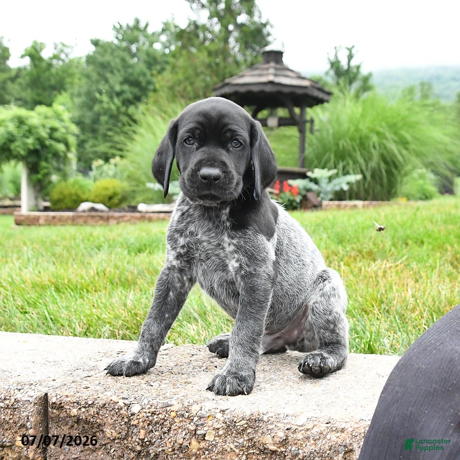 German Shorthaired Pointer dogs Harvey - Ad 1