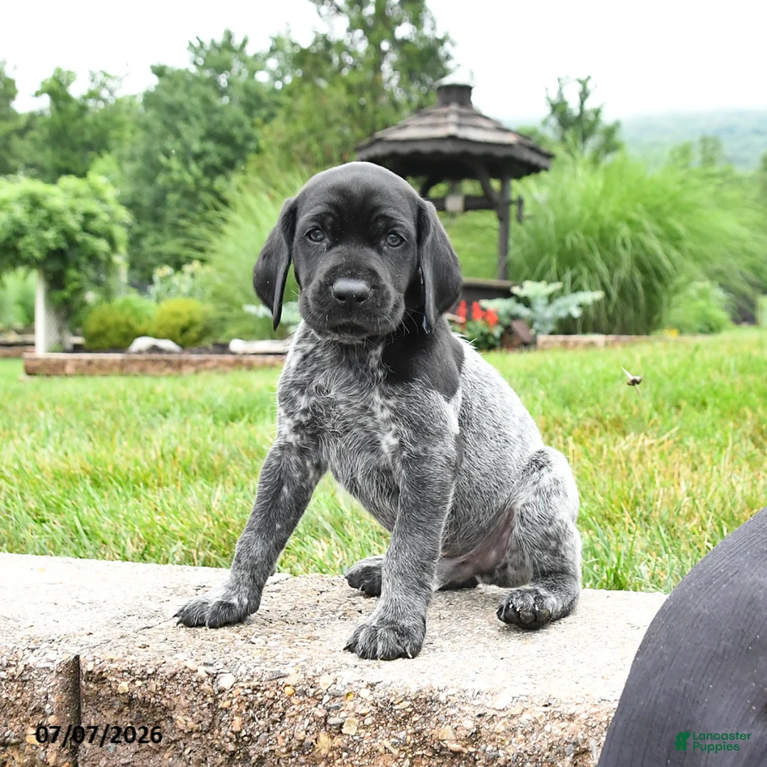 German Shorthaired Pointer dogs for sale: Harvey - Ad 1