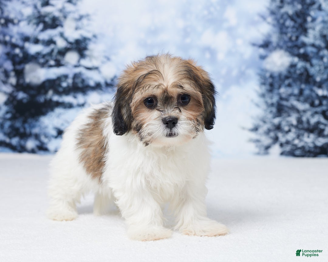 Teddy Bear dogs for sale: Abby - Ad 4