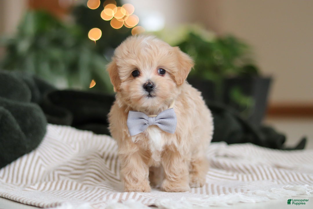 Maltipoo dogs for sale: Nevin - Ad 2