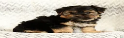 Yochon dogs for sale: Charles - Ad 3
