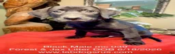 Labrador Retriever dogs for sale: Boy 5 - Ad 1