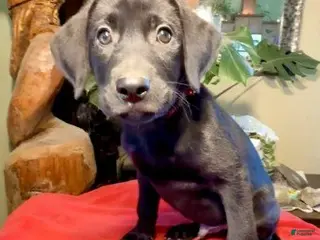 Labrador Retriever dogs Boy 5 - Ad 29