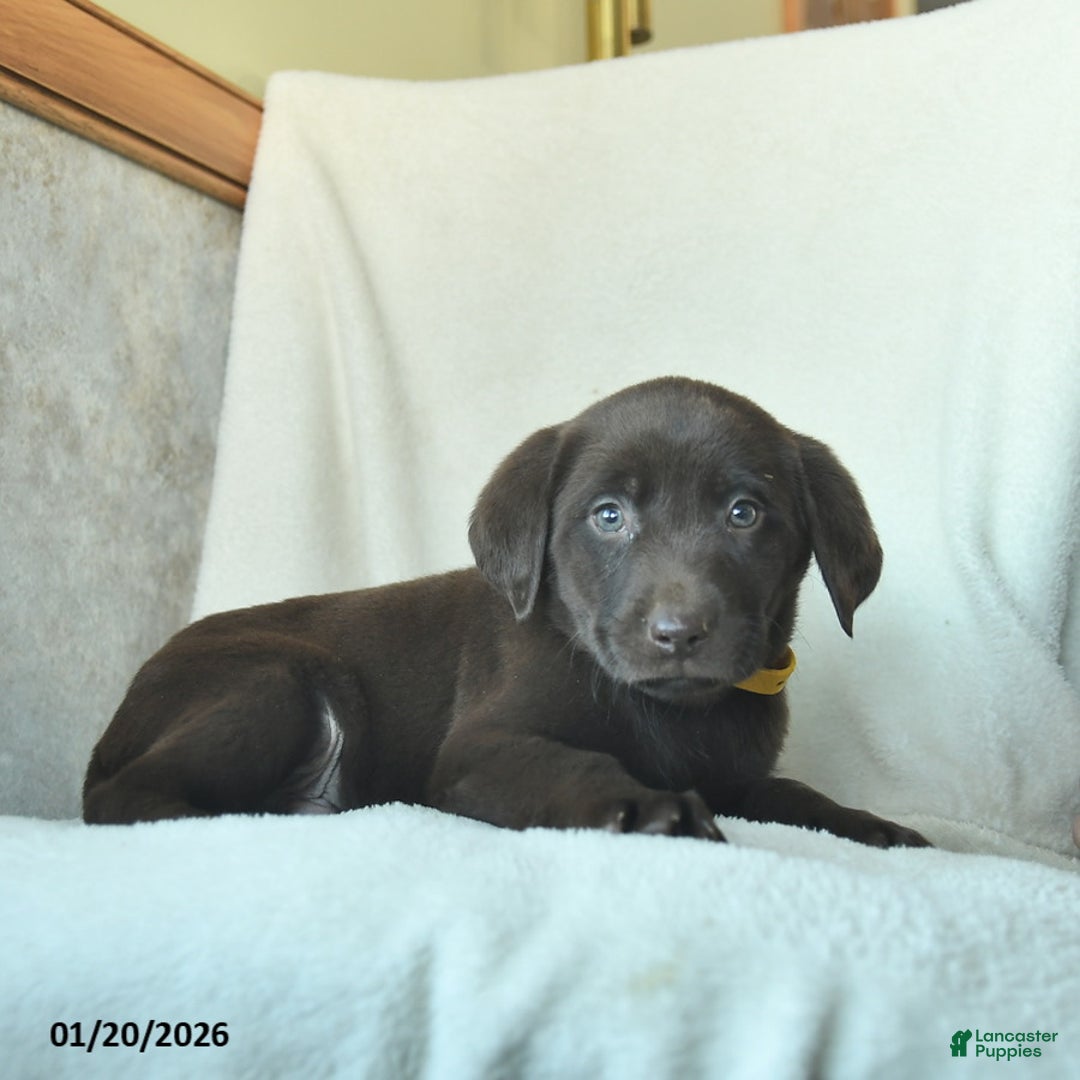 Labrador Retriever dogs for sale: Josiah  - Ad 4