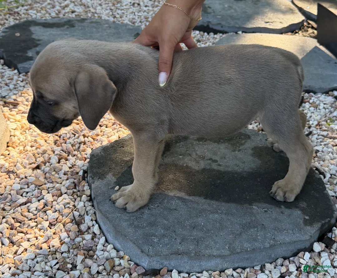 South African Boerboels dogs for sale: Blue - Ad 2