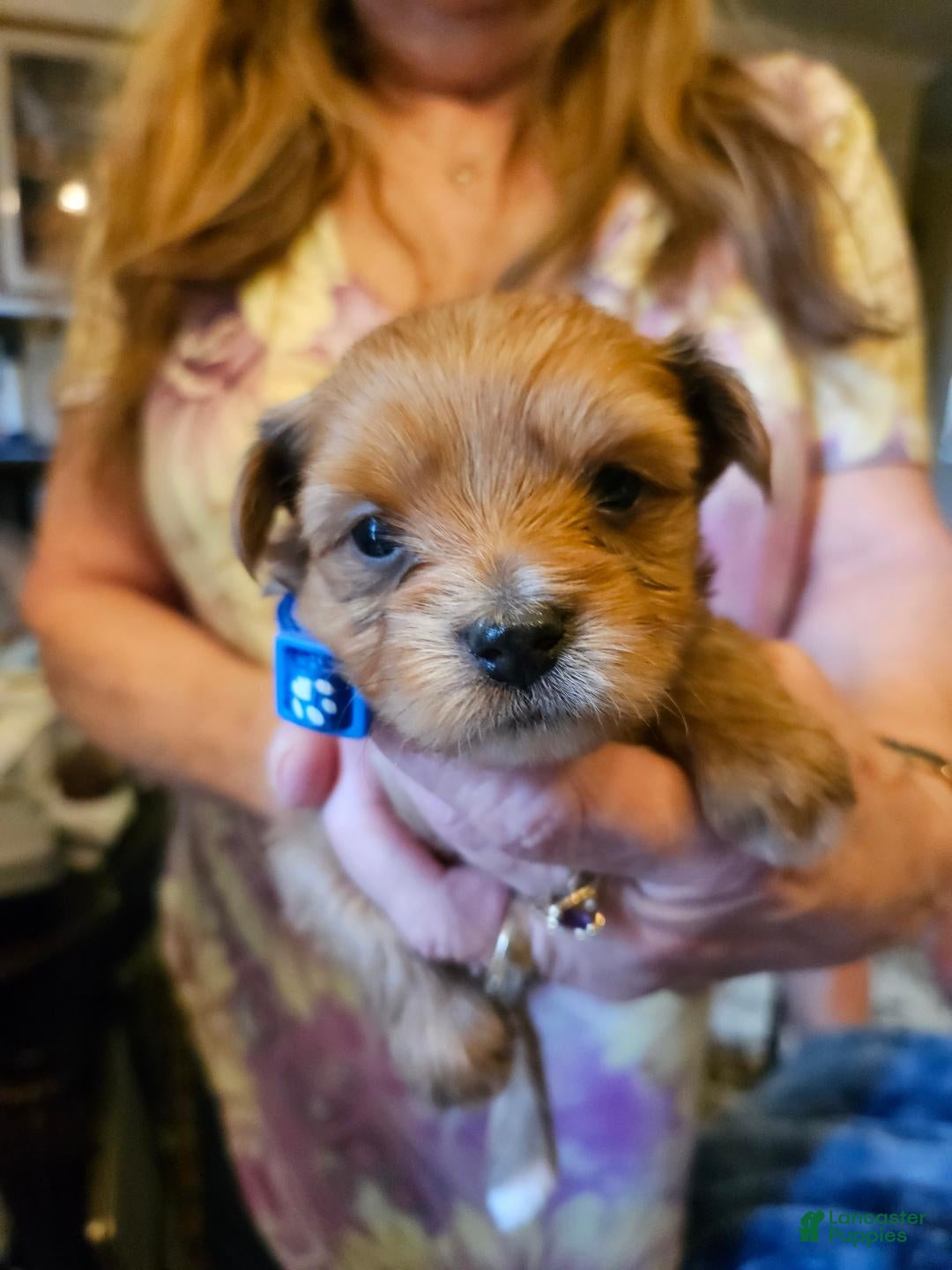 Yorkshire Terrier dogs for sale: Roman - Ad 1