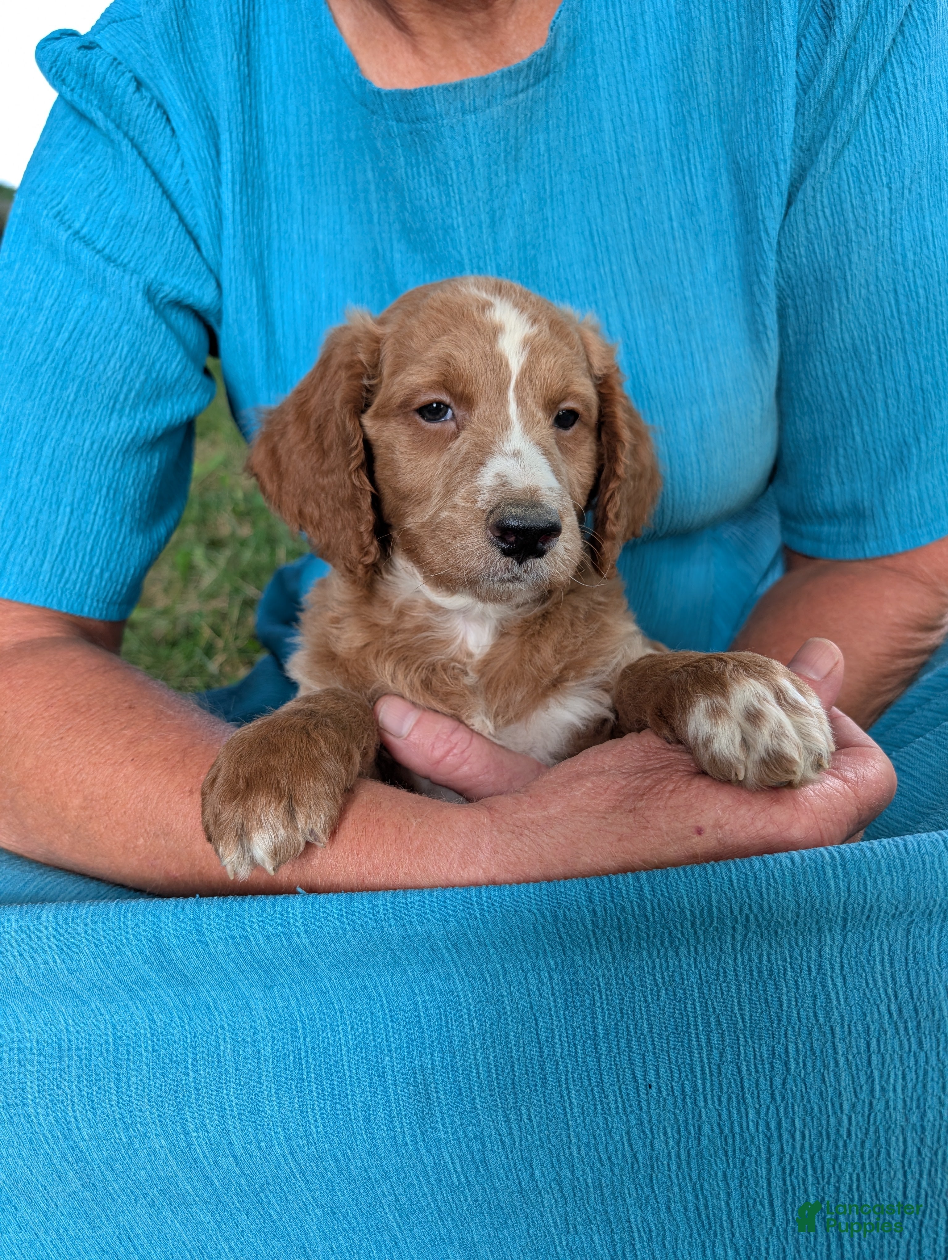 Goldendoodle dogs Lola - Ad 1