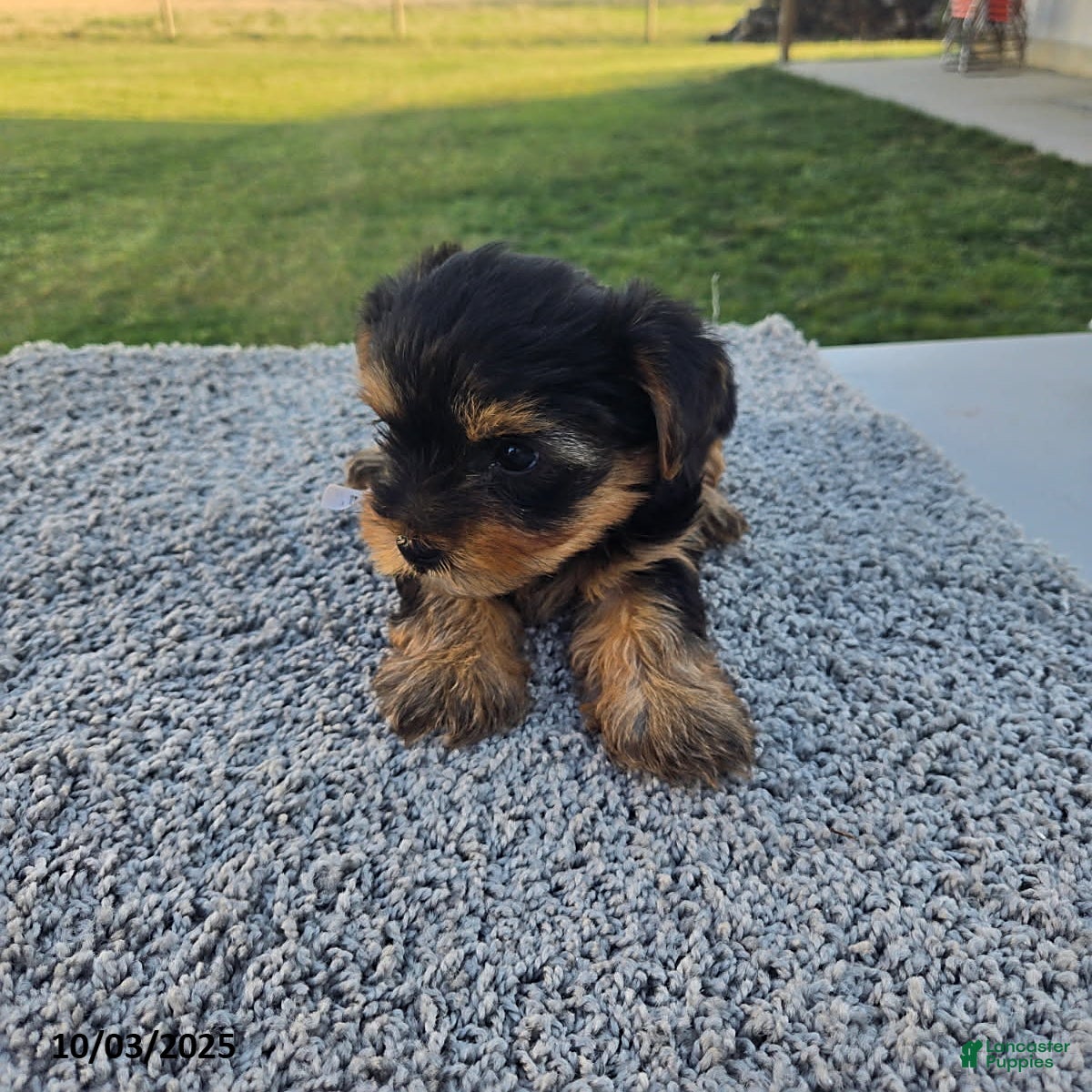 Yorkshire Terrier dogs Sailor - Ad 39