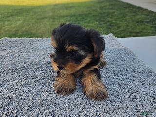 Yorkshire Terrier dogs Sailor - Ad 25