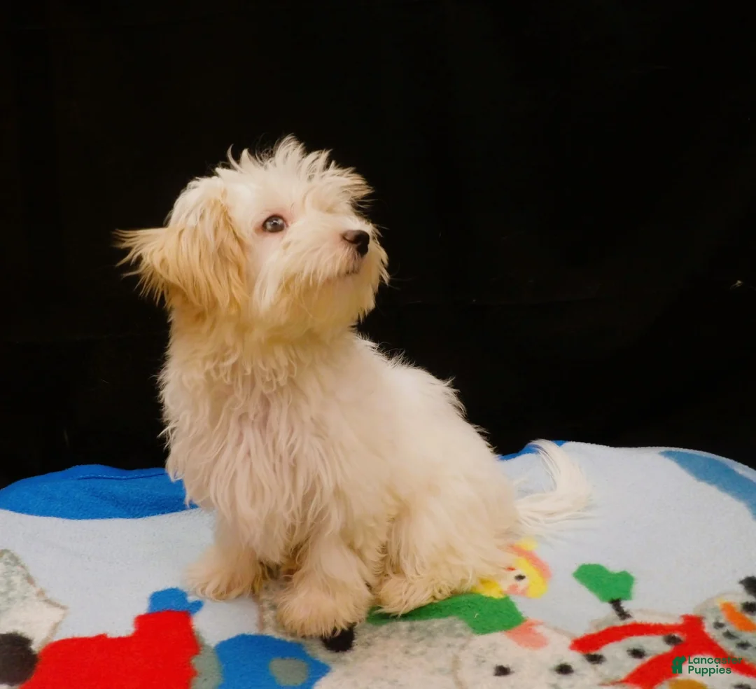 Maltipoo dogs for sale: Sandra - Ad 5