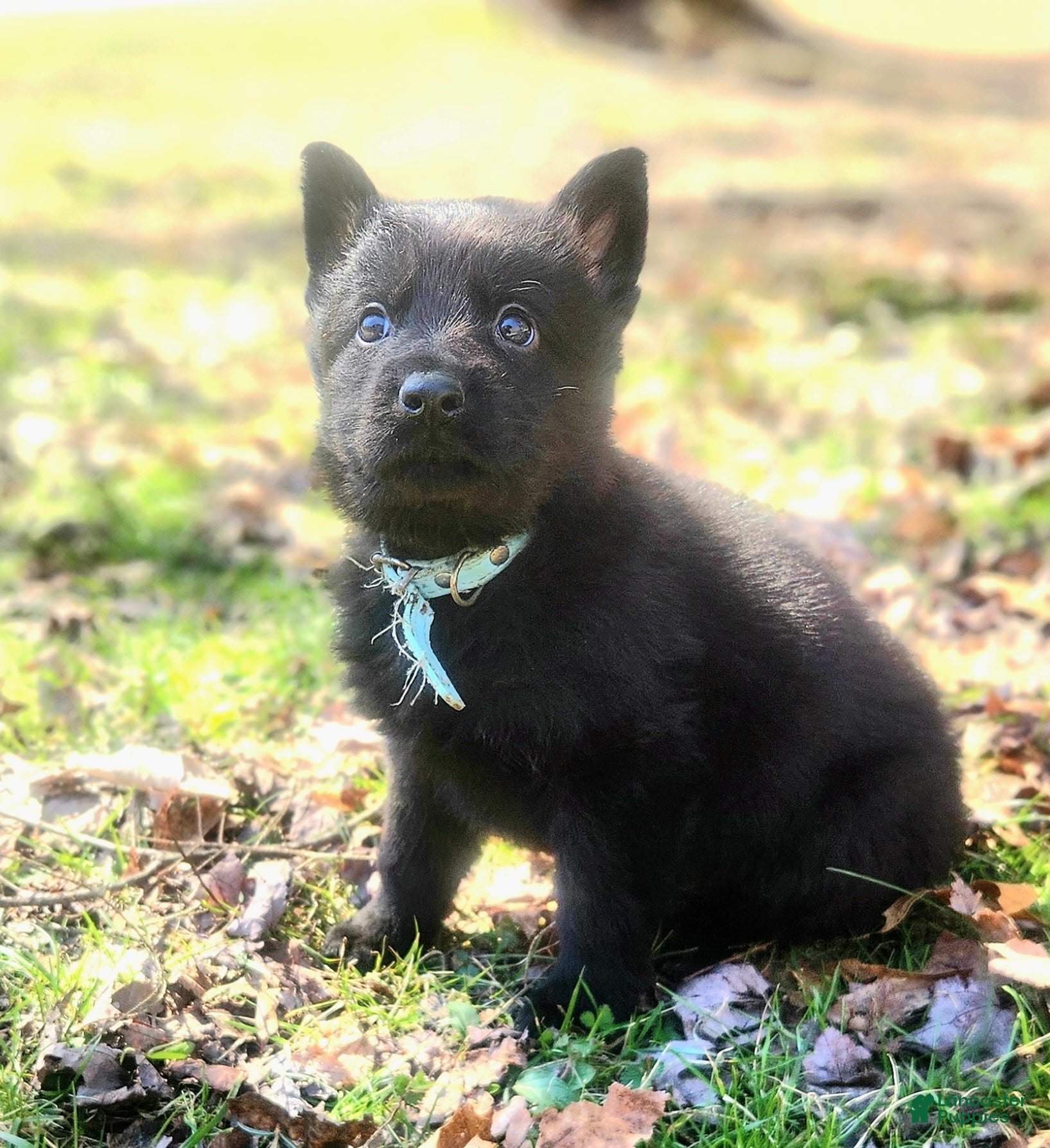 German Shepherd dogs TIC TAC - Ad 2