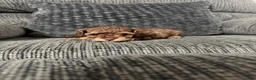 Toy Poodle dogs for sale: Eric  - Ad 2