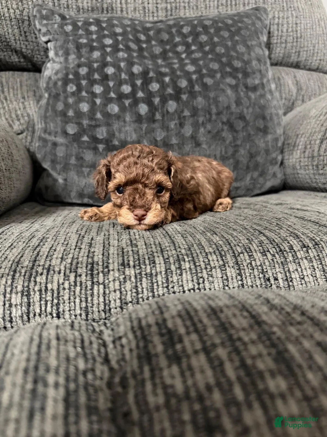 Toy Poodle dogs for sale: Eric  - Ad 2