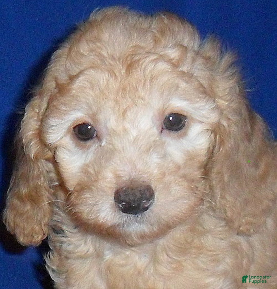 Miniature Poodle dogs for sale: Ollie - Ad 2