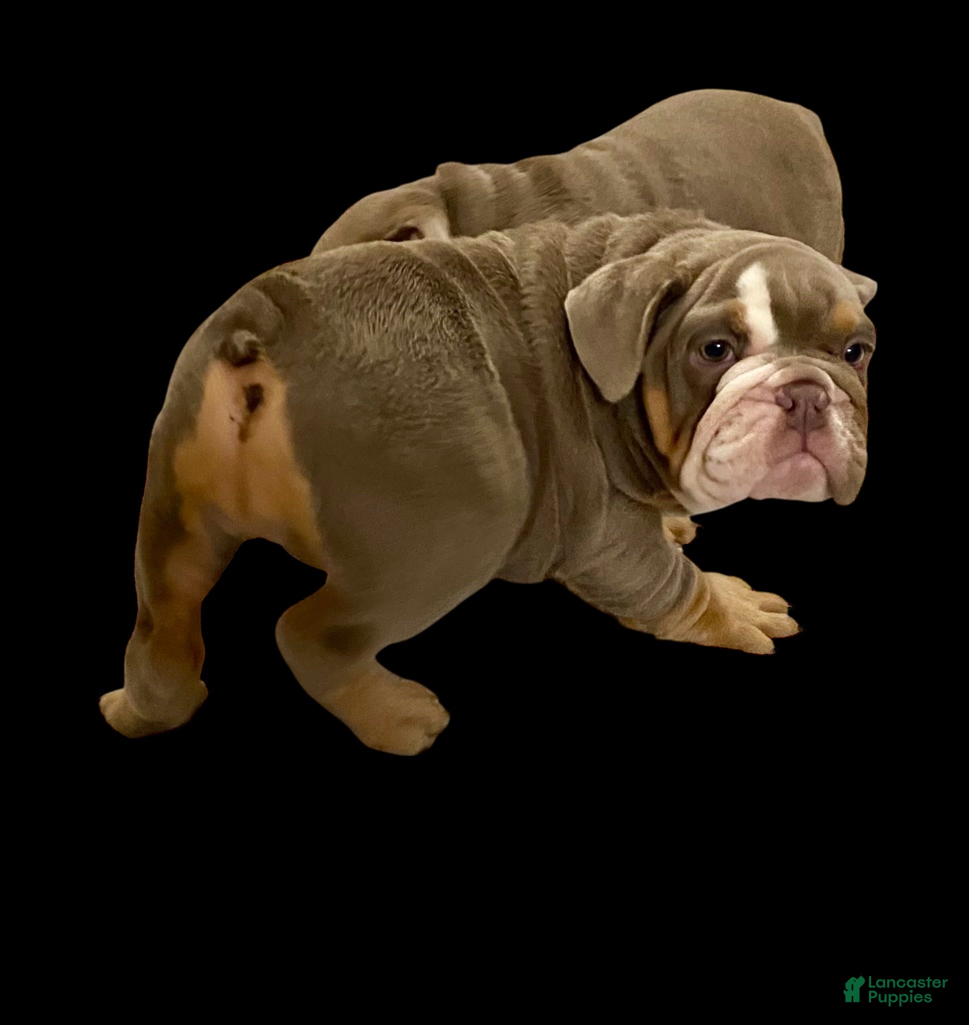 English Bulldog dogs Ellie - Ad 2