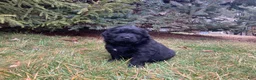 Newfoundland dogs for sale: Lila  - Ad 5