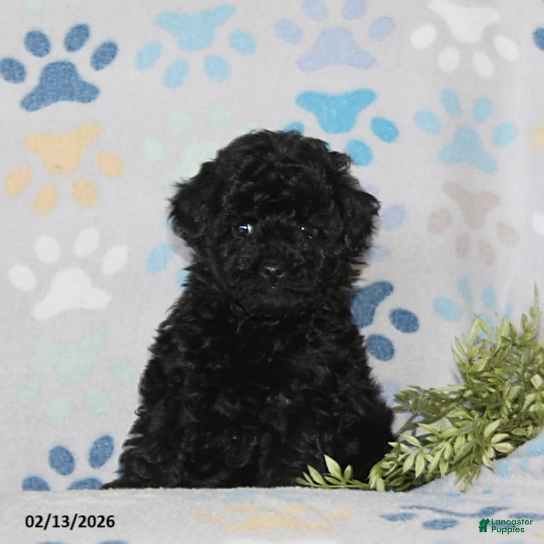 Toy Poodle dogs for sale: Teaser - Ad 3