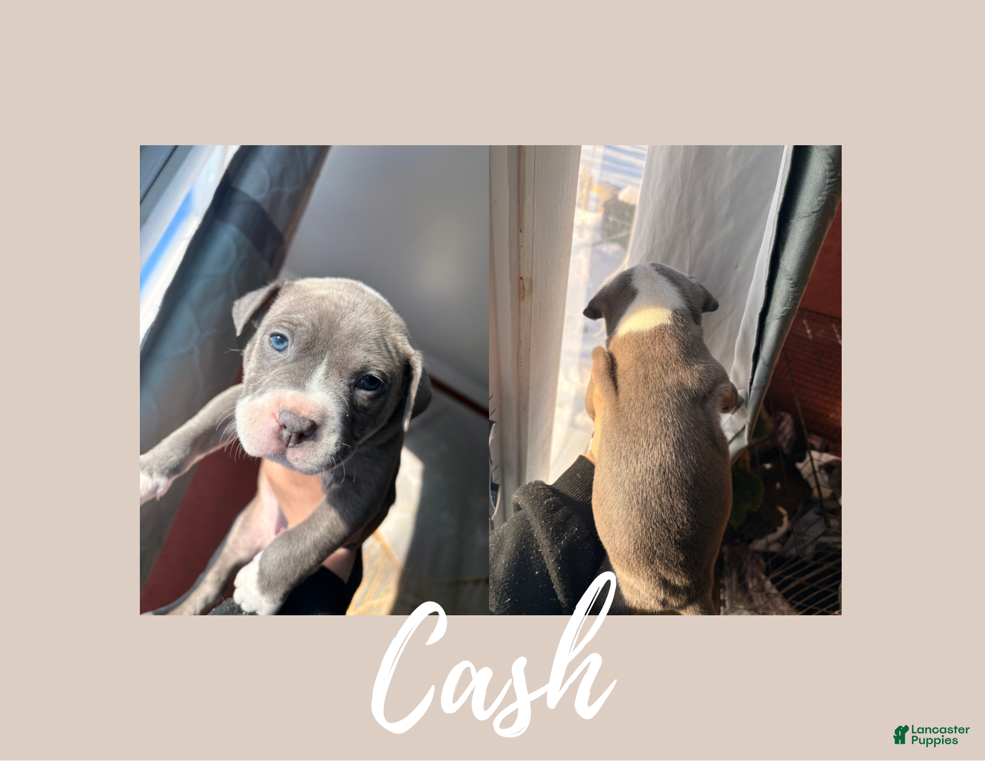 American Pit Bull Terrier dogs American Pit Bull Terrier Puppy 4 - Ad 15