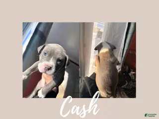 American Pit Bull Terrier dogs American Pit Bull Terrier Puppy 4 - Ad 14