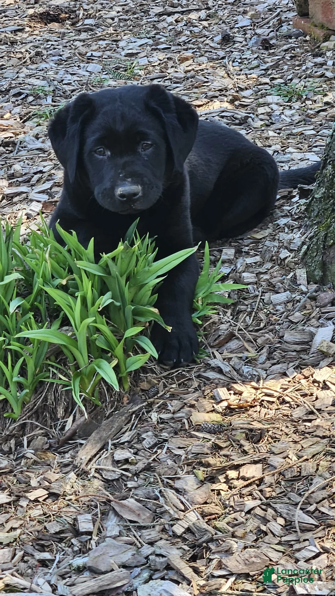 Labrador Retriever dogs for sale: Bear - Ad 2