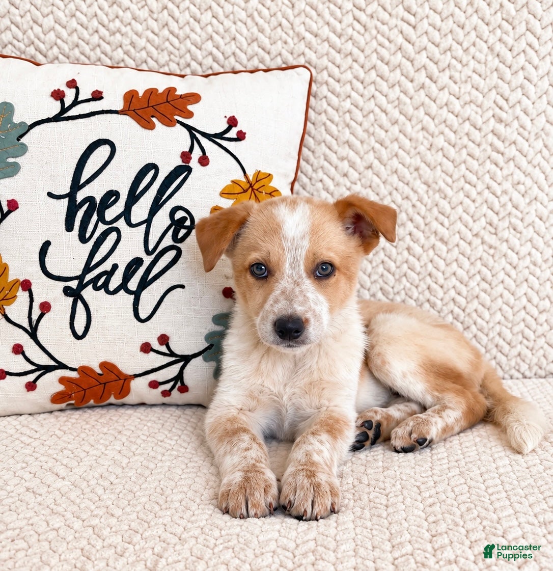 Australian Cattle Dog dogs Harley - Ad 30