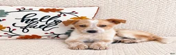 Australian Cattle Dog dogs for sale: Harley - Ad 1