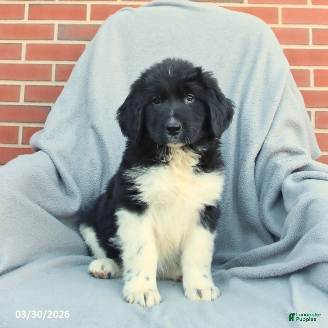 Newfoundland dogs for sale: Molly - Ad 1