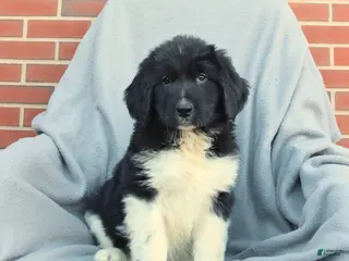 Newfoundland dogs for sale: Molly - Ad 2