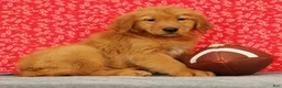 Golden Retriever dogs for sale: Ziva - Ad 5
