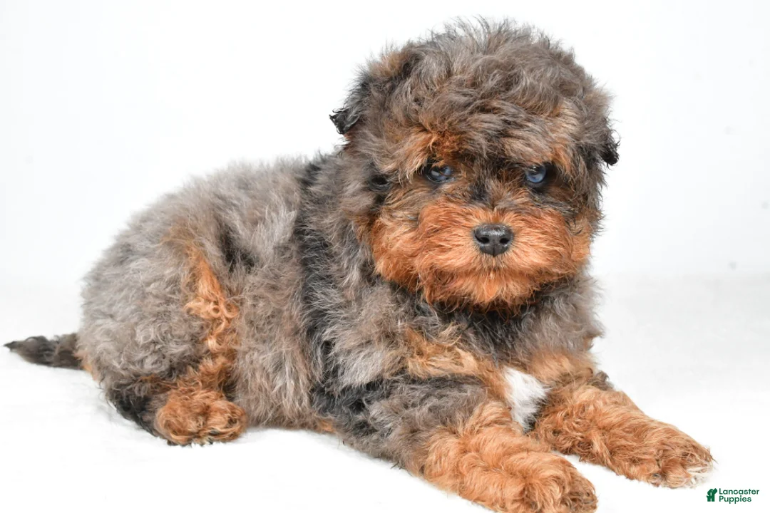 Aussiedoodle dogs for sale: Braxtor - Ad 1
