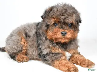 Aussiedoodle dogs Braxtor - Ad 23