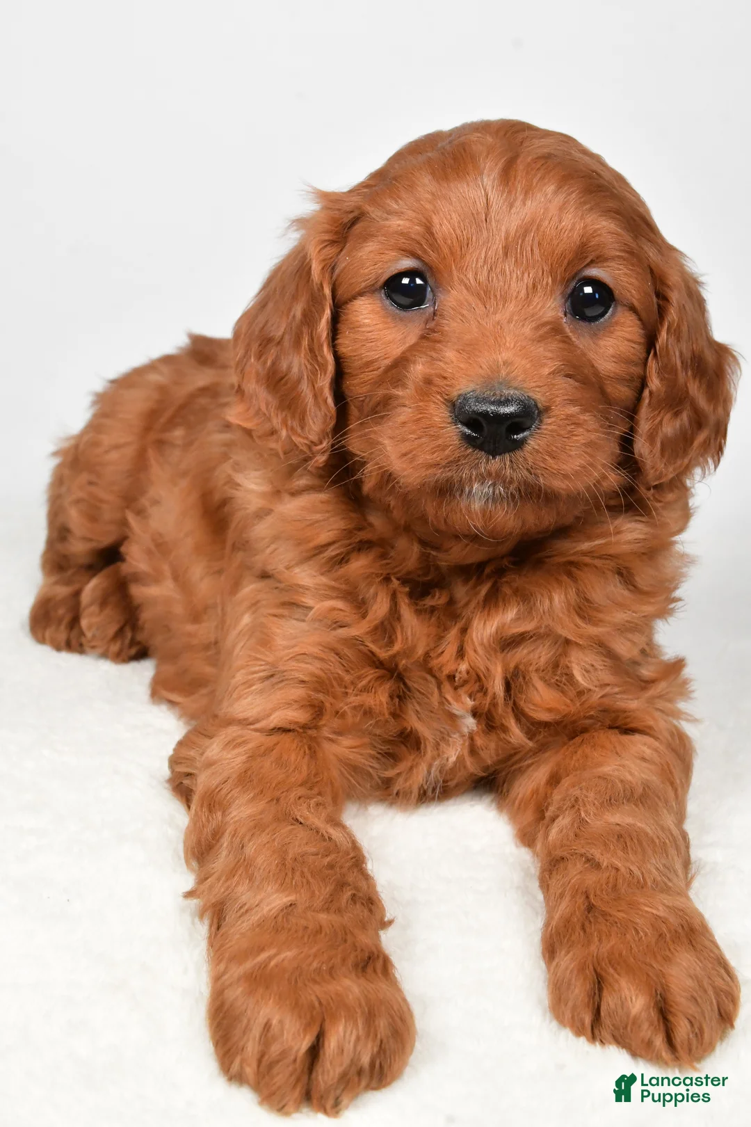 Mini Goldendoodle dogs for sale: Bridget - Ad 7