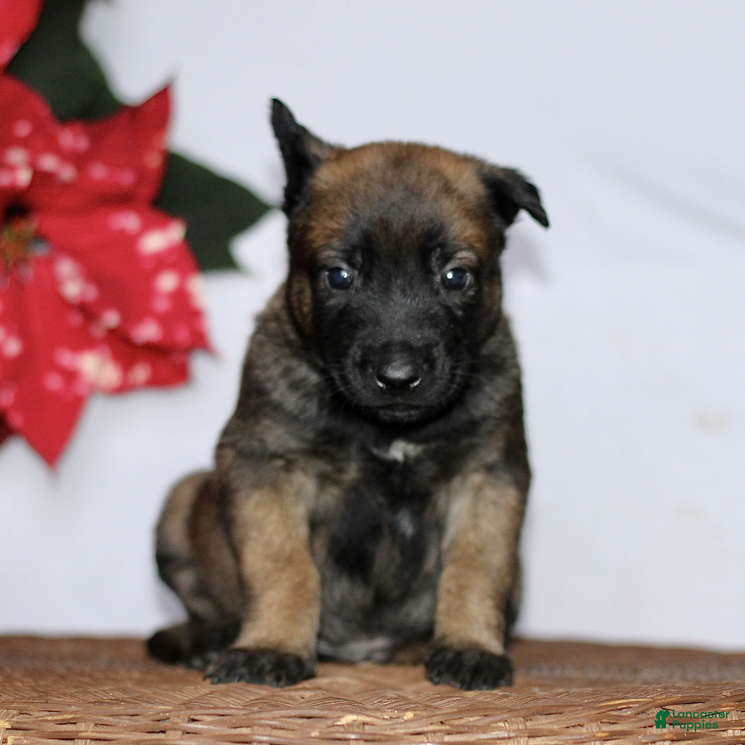 Belgian Malinois dogs for sale: Attacus  - Ad 4