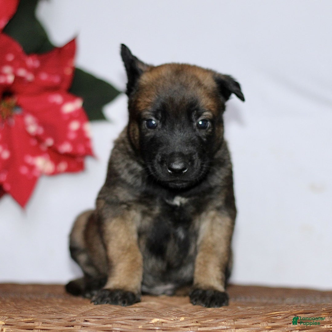 Belgian Malinois dogs for sale: Attacus  - Ad 1