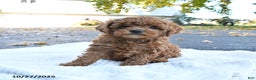 Cockapoo dogs for sale: Cherry - Ad 6