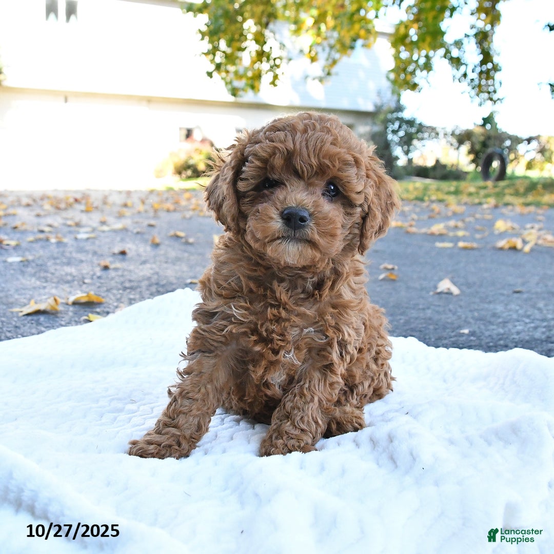 Cockapoo dogs for sale: Cherry - Ad 6