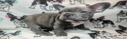 French Bulldog dogs for sale: Keyshia Cole Female Blue Reverse Brindle  - Ad 9