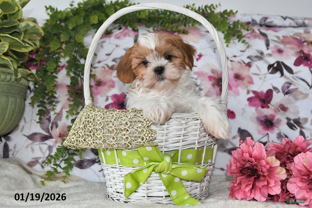 Shih Tzu dogs for sale: Ricky - Ad 2