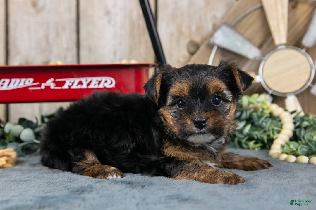 Yorkshire Terrier dogs for sale: Haley - Ad 2