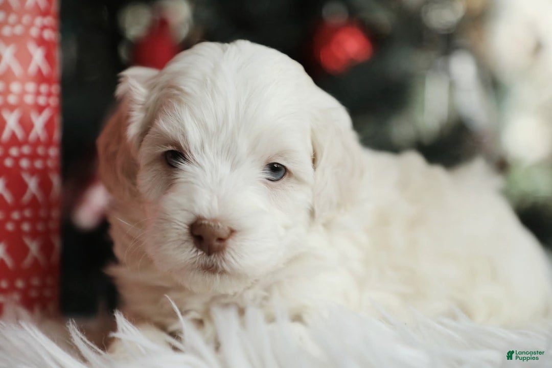 Mini Aussiedoodle dogs for sale: Theo - Ad 2