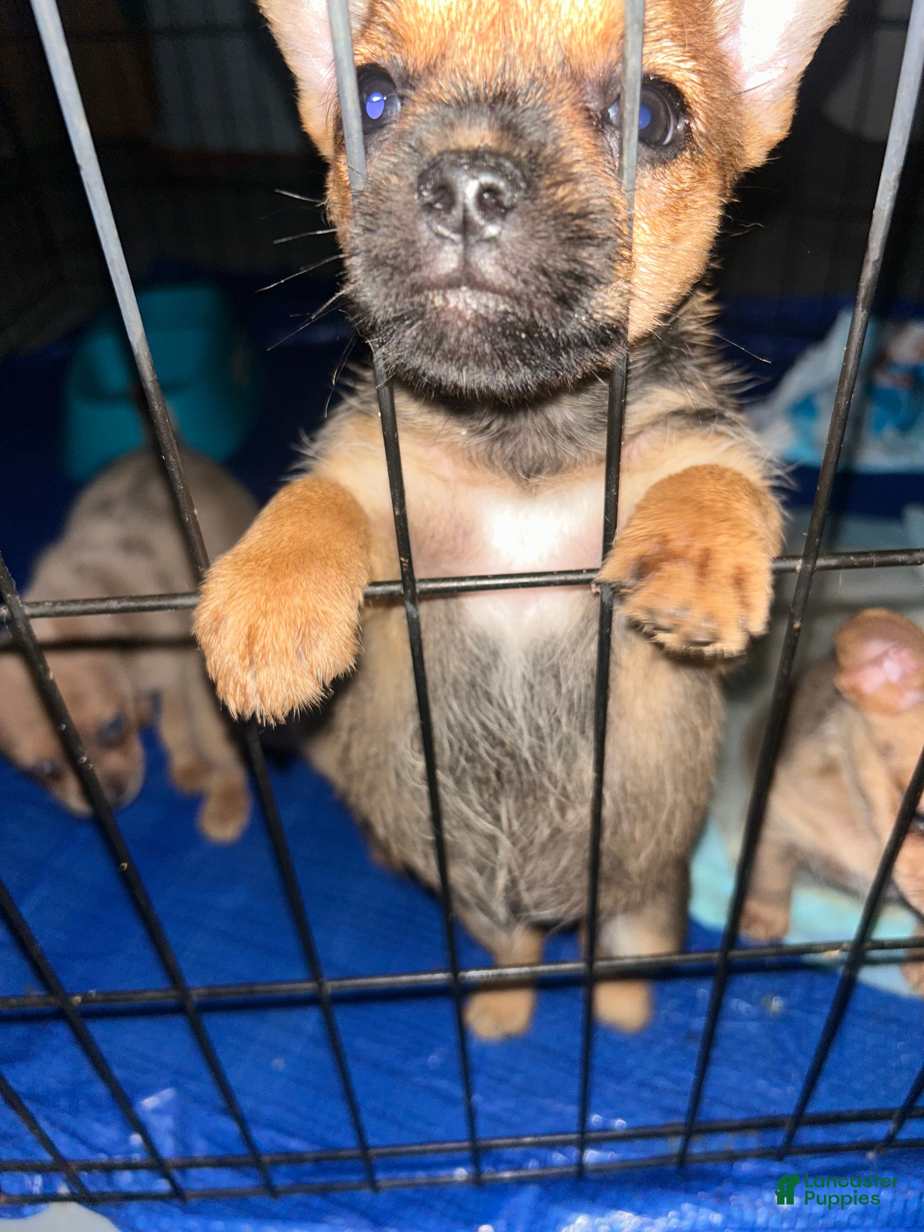 Mixed Breed dogs Brownie - Ad 4