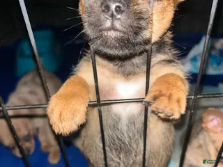 Mixed Breed dogs Brownie - Ad 4