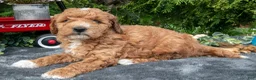 Cavapoo dogs for sale: Seymour - Ad 3