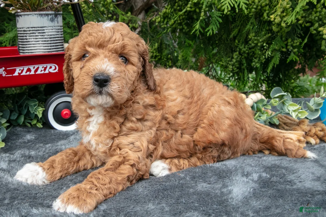 Cavapoo dogs for sale: Seymour - Ad 3
