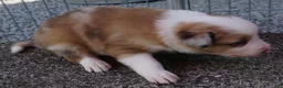 Border Collie dogs for sale: BLAKE - Ad 8