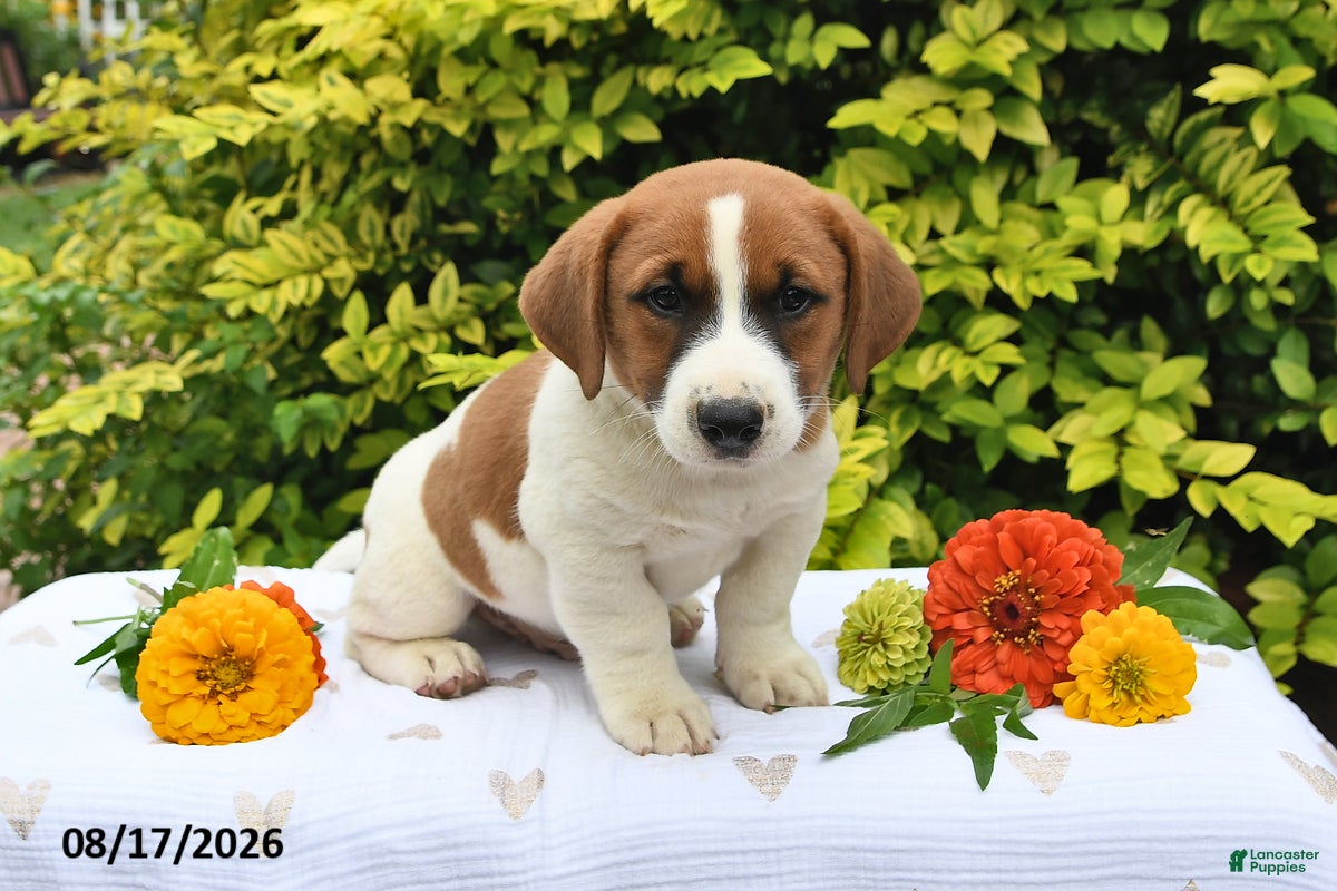 Mixed Breed dogs Drey - Ad 2